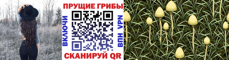 купить  сайты  Кемь  Псилоцибиновые грибы MAGIC MUSHROOMS 